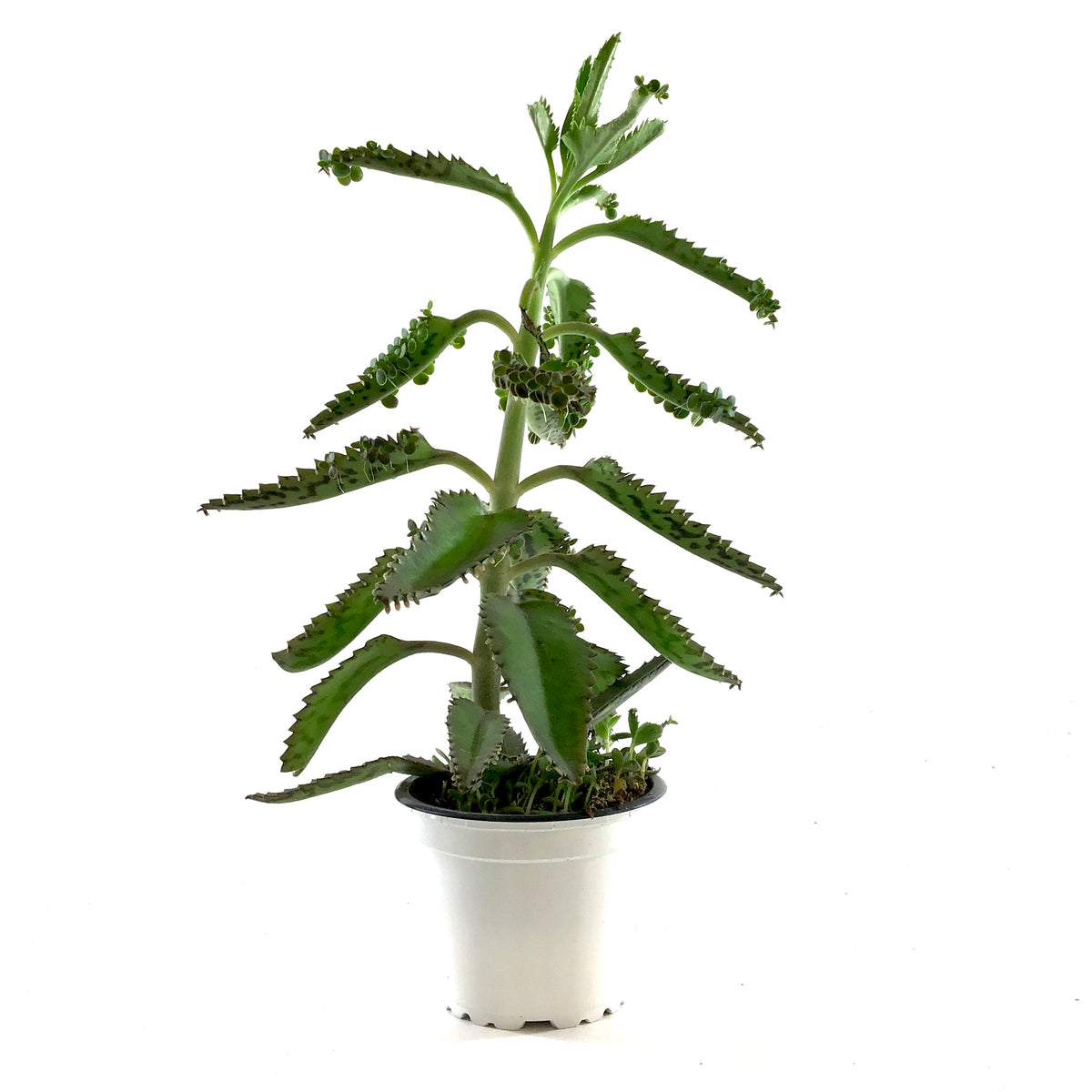 Succulent, 3.5in, Kalanchoe Houghtonii - Floral Acres Greenhouse & Garden Centre