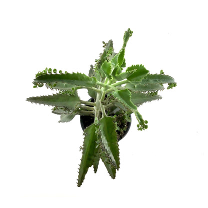 Succulent, 3.5in, Kalanchoe Houghtonii - Floral Acres Greenhouse & Garden Centre