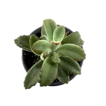 Succulent, 3.5in, Kalanchoe Chocolate Soldier - Floral Acres Greenhouse & Garden Centre