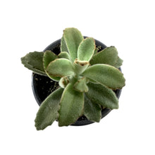 Load image into Gallery viewer, Succulent, 3.5in, Kalanchoe Chocolate Soldier - Floral Acres Greenhouse &amp; Garden Centre
