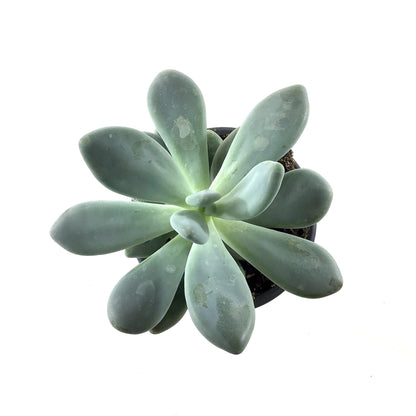 Succulent, 3.5in, Pachyphytum Blue Haze - Floral Acres Greenhouse & Garden Centre