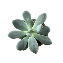 Load image into Gallery viewer, Succulent, 3.5in, Pachyphytum Blue Haze - Floral Acres Greenhouse &amp; Garden Centre
