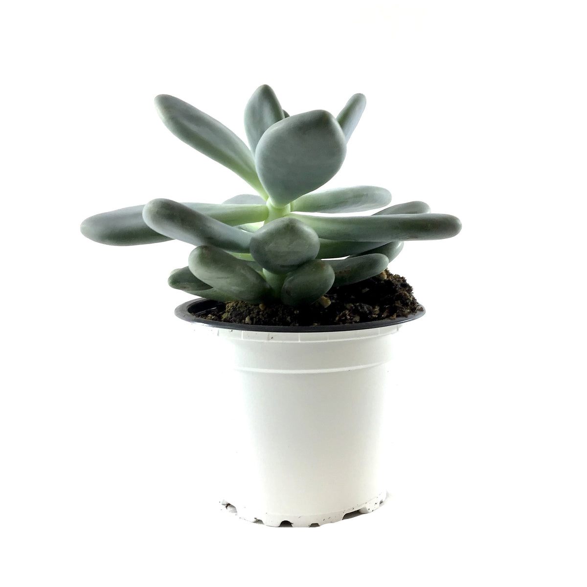 Succulent, 3.5in, Pachyphytum Blue Haze - Floral Acres Greenhouse & Garden Centre