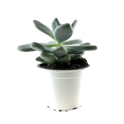 Succulent, 3.5in, Pachyphytum Blue Haze - Floral Acres Greenhouse & Garden Centre