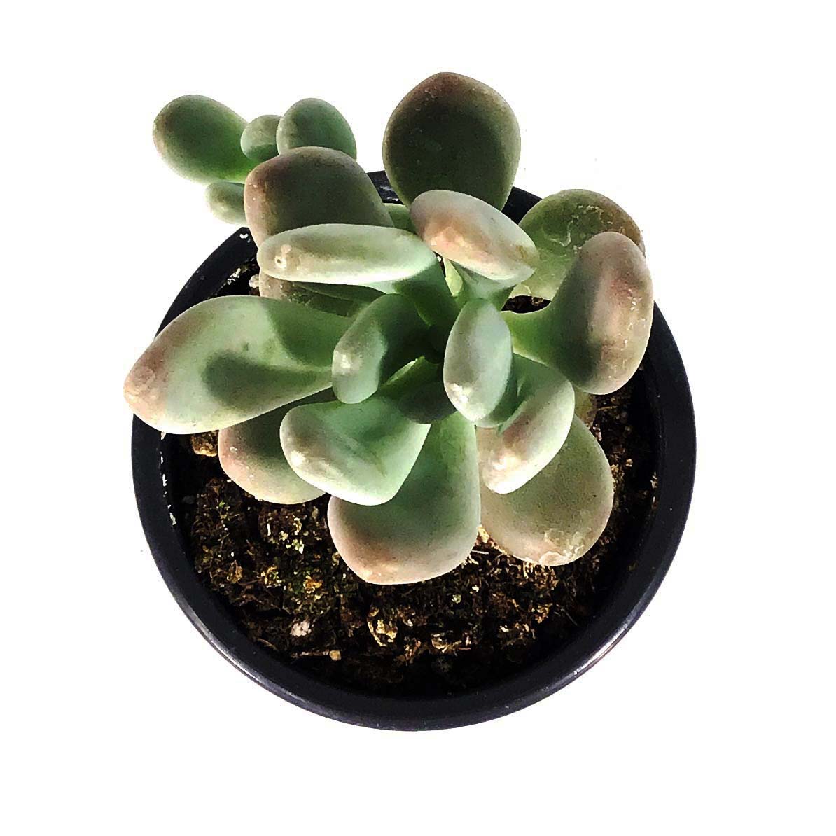 Succulent, 3.5in, Pachyphytum Silver Bracts