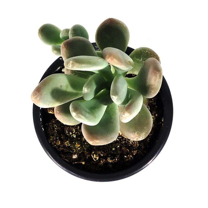 Succulent, 3.5in, Pachyphytum Silver Bracts