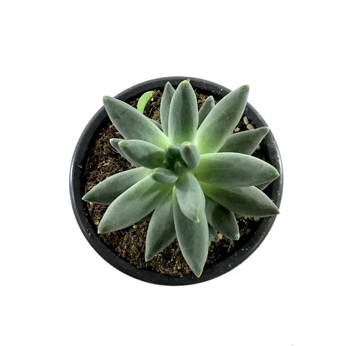 Succulent, 3.5in, Pachyphytum Compactum - Floral Acres Greenhouse & Garden Centre