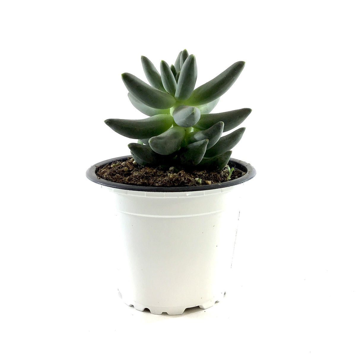 Succulent, 3.5in, Pachyphytum Compactum - Floral Acres Greenhouse & Garden Centre
