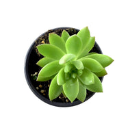 Succulent, 3.5in, Sedum Adolphii - Floral Acres Greenhouse & Garden Centre