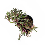 Succulent, 3.5in, Senecio Herreianus Purple Flush - Floral Acres Greenhouse & Garden Centre