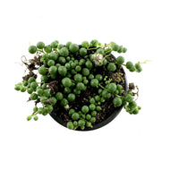 String of Pearls, 3.5in, Senecio Rowleyanus - Floral Acres Greenhouse & Garden Centre
