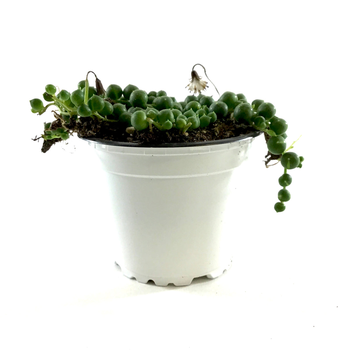 String of Pearls, 3.5in, Senecio Rowleyanus - Floral Acres Greenhouse & Garden Centre