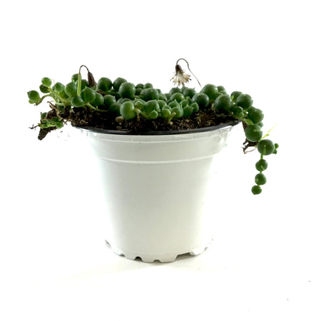 String of Pearls, 3.5in, Senecio Rowleyanus - Floral Acres Greenhouse & Garden Centre