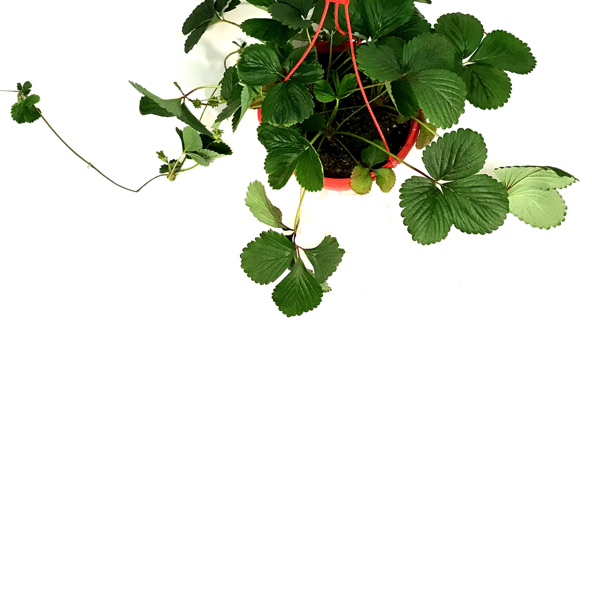 Fruit, 10in, Strawberry Hanging Basket