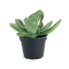 Load image into Gallery viewer, Succulent, 2in, Cotyledon Choco Line - Floral Acres Greenhouse &amp; Garden Centre
