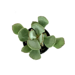 Succulent, 2in, Cotyledon Choco Line - Floral Acres Greenhouse & Garden Centre