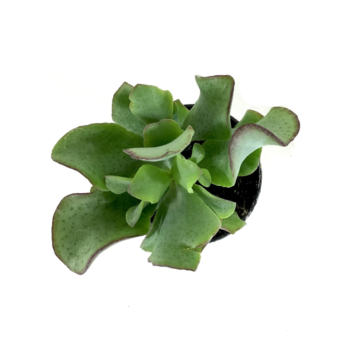 Succulent, 2in, Crassula Curly Green - Floral Acres Greenhouse & Garden Centre