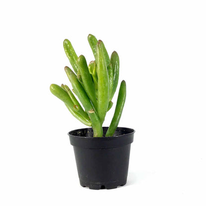 Succulent, 2in, Crassula Hobbit - Floral Acres Greenhouse & Garden Centre