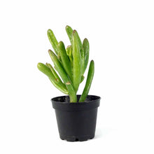 Load image into Gallery viewer, Succulent, 2in, Crassula Hobbit - Floral Acres Greenhouse &amp; Garden Centre

