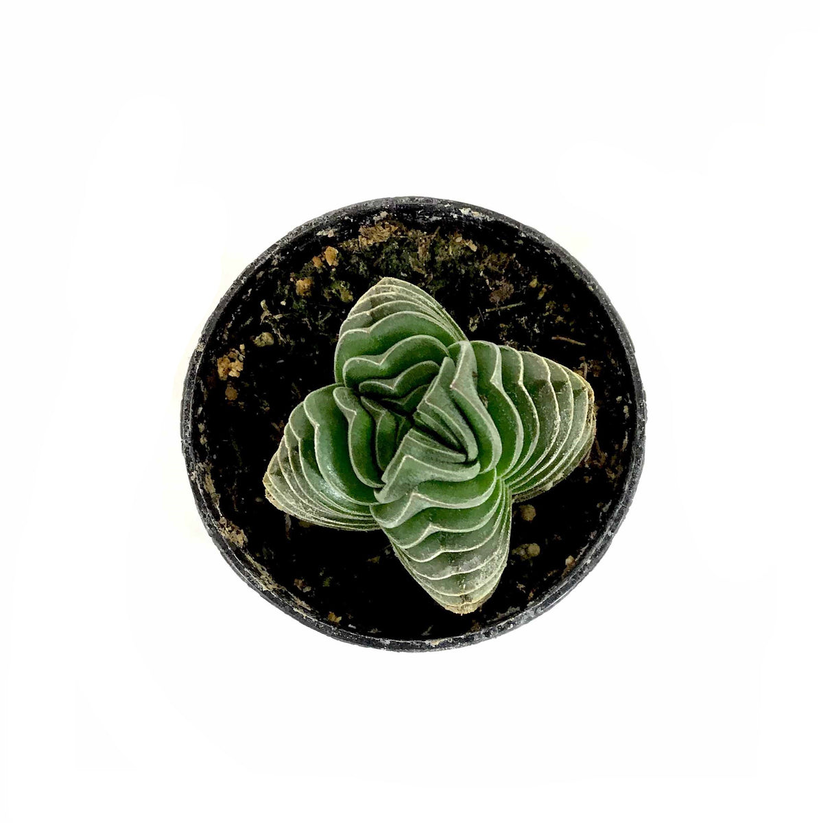 Succulent, 2in, Crassula Pangolin - Floral Acres Greenhouse & Garden Centre