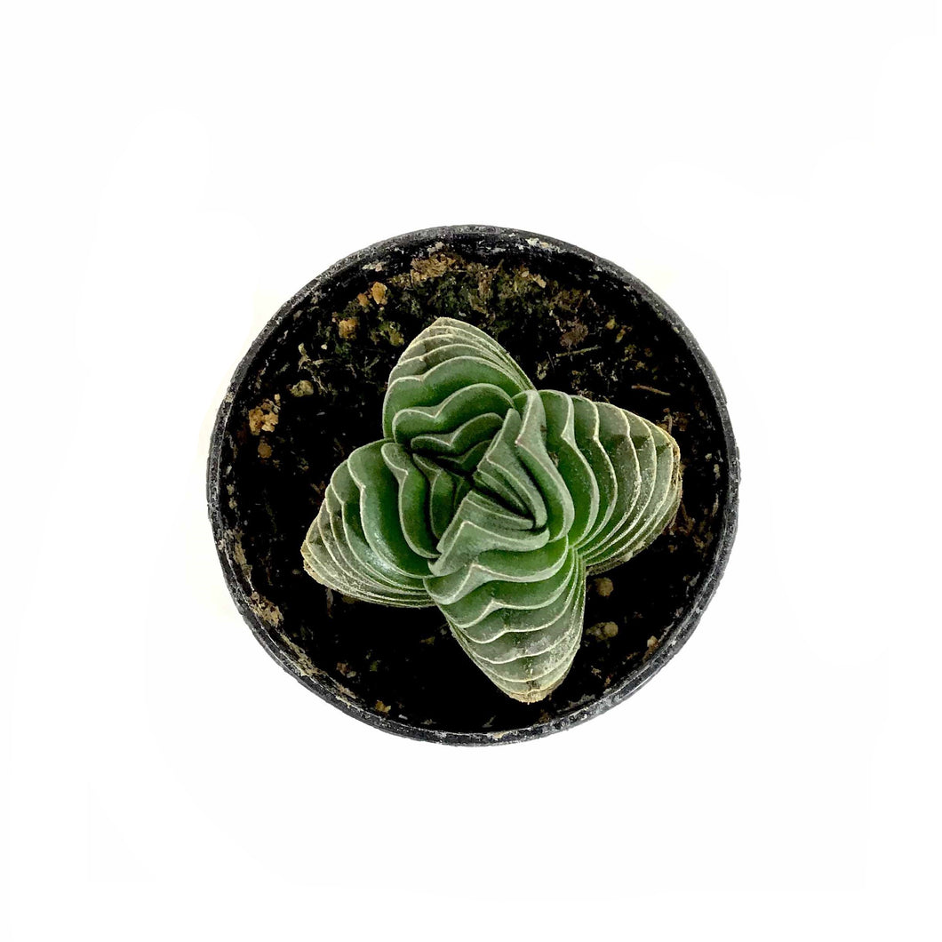 pangolin succulent Succulent, 2in, Crassula Pangolin – Floral Acres Greenhouse & Garden Centre
