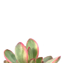 Load image into Gallery viewer, Succulent, 2in, Crassula Money Maker Variegated - Floral Acres Greenhouse &amp; Garden Centre
