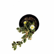 Load image into Gallery viewer, Succulent, 2in, Delosperma Pickle Plant - Floral Acres Greenhouse &amp; Garden Centre
