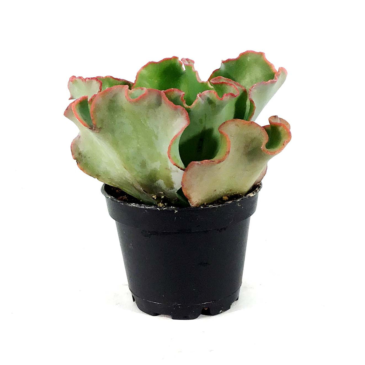 Succulent, 2in, Echeveria Coral Reef Pink - Floral Acres Greenhouse & Garden Centre