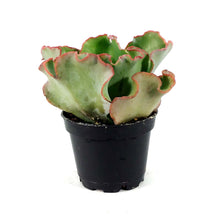 Load image into Gallery viewer, Succulent, 2in, Echeveria Coral Reef Pink - Floral Acres Greenhouse &amp; Garden Centre
