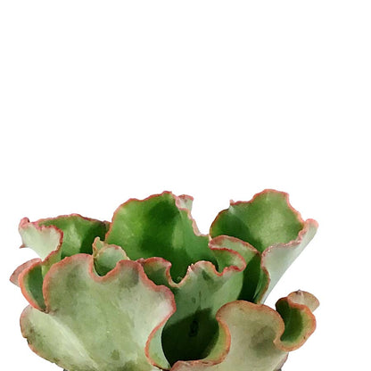 Succulent, 2in, Echeveria Coral Reef Pink - Floral Acres Greenhouse & Garden Centre