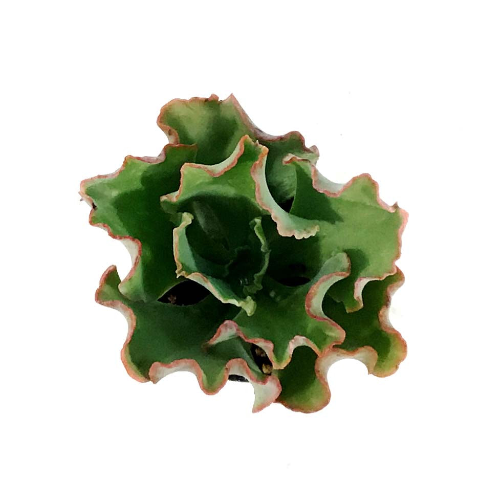 Succulent, 2in, Echeveria Coral Reef Pink - Floral Acres Greenhouse & Garden Centre