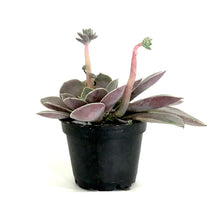 Load image into Gallery viewer, Succulent, 2in, Echeveria Diffractens - Floral Acres Greenhouse &amp; Garden Centre
