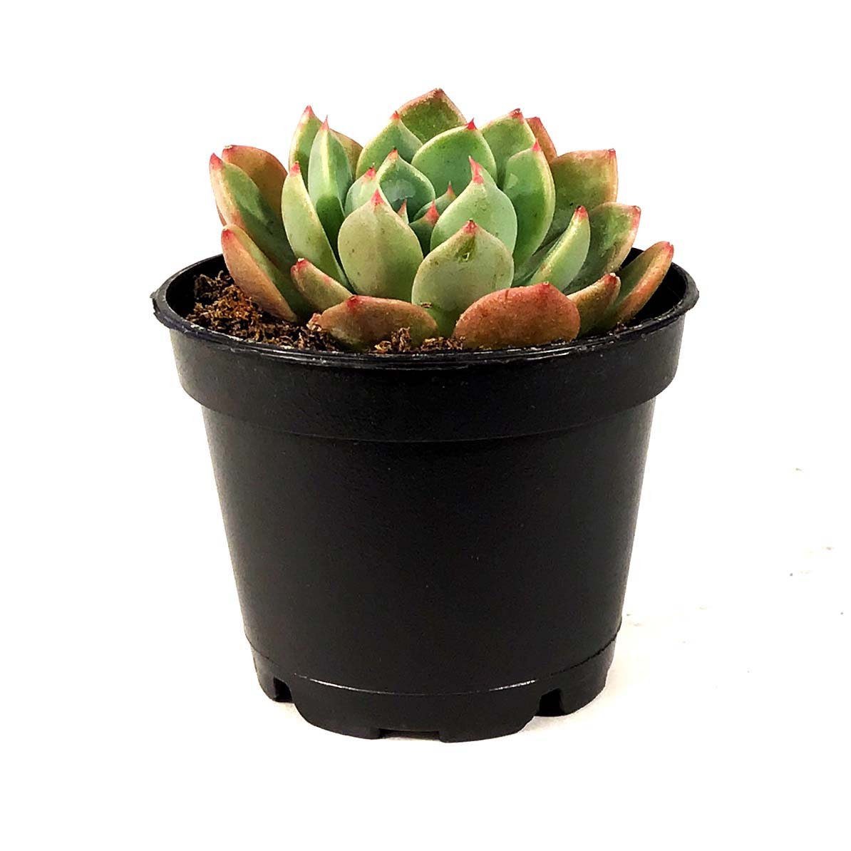 Succulent, 2in, Echeveria Early Sunrise