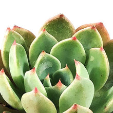 Load image into Gallery viewer, Succulent, 2in, Echeveria Early Sunrise

