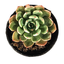 Load image into Gallery viewer, Succulent, 2in, Echeveria Early Sunrise
