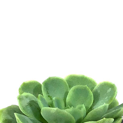 Succulent, 2in, Echeveria Mexican Snowball - Floral Acres Greenhouse & Garden Centre