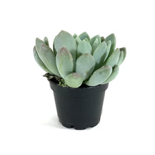 Load image into Gallery viewer, Succulent, 2in, Echeveria Grey Red - Floral Acres Greenhouse &amp; Garden Centre
