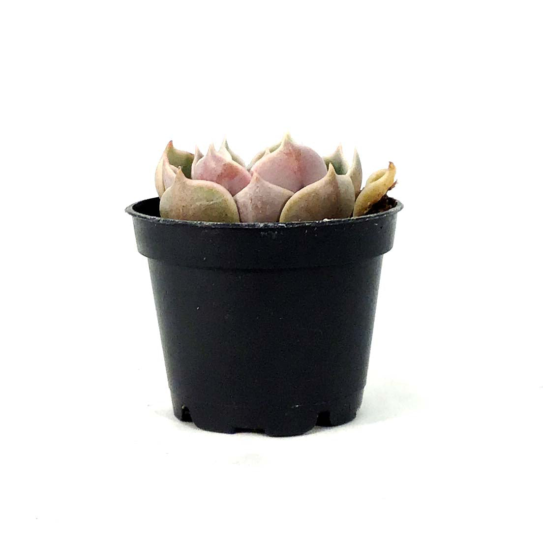 Succulent, 2in, Echeveria Lotus - Floral Acres Greenhouse & Garden Centre