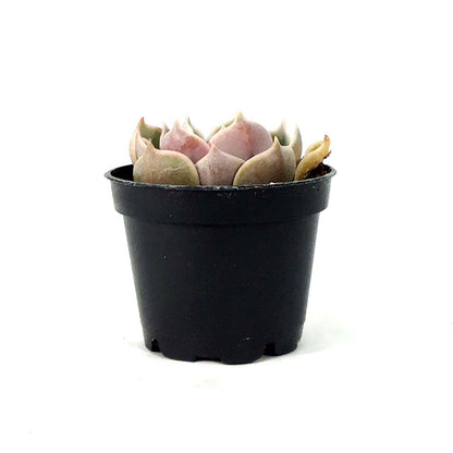 Succulent, 2in, Echeveria Lotus - Floral Acres Greenhouse & Garden Centre
