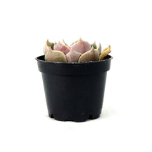 Load image into Gallery viewer, Succulent, 2in, Echeveria Lotus - Floral Acres Greenhouse &amp; Garden Centre
