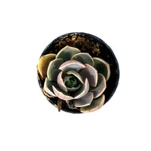 Load image into Gallery viewer, Succulent, 2in, Echeveria Lotus - Floral Acres Greenhouse &amp; Garden Centre
