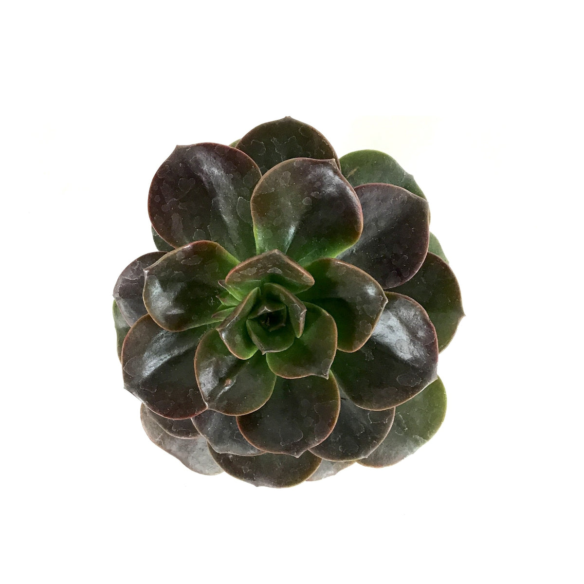 Succulent, 2in, Echeveria Melaco - Floral Acres Greenhouse & Garden Centre