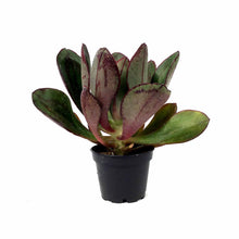 Load image into Gallery viewer, Succulent, 2in, Painted Echeveria - Floral Acres Greenhouse &amp; Garden Centre
