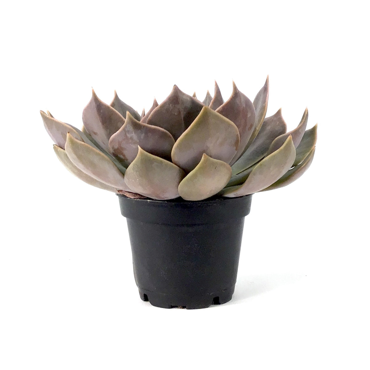 Succulent, 2in, Echeveria Rejoice - Floral Acres Greenhouse & Garden Centre