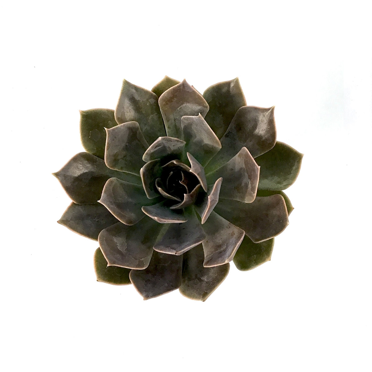 Succulent, 2in, Echeveria Rejoice - Floral Acres Greenhouse & Garden Centre