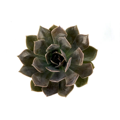 Succulent, 2in, Echeveria Rejoice - Floral Acres Greenhouse & Garden Centre