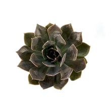 Load image into Gallery viewer, Succulent, 2in, Echeveria Rejoice - Floral Acres Greenhouse &amp; Garden Centre
