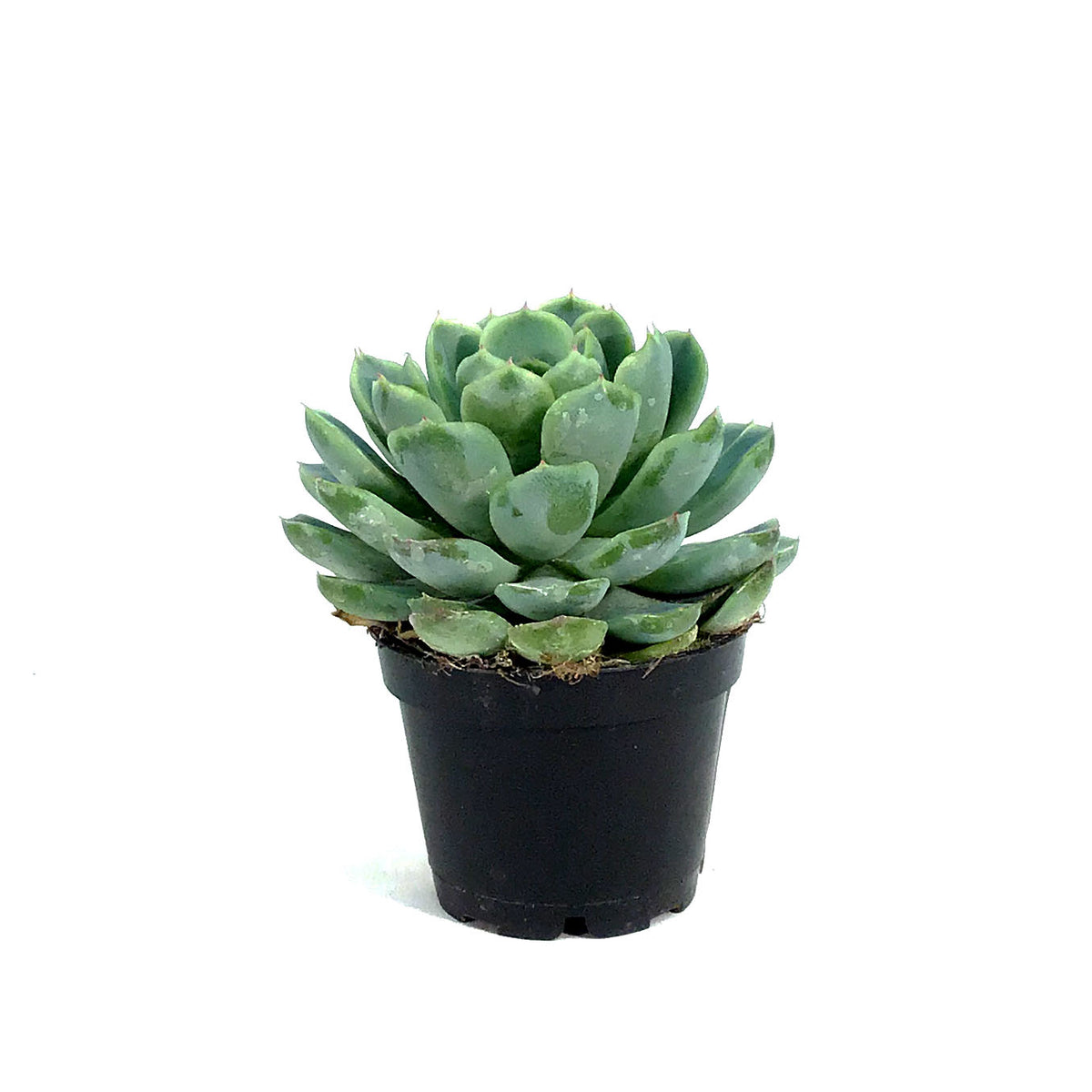 Succulent, 2in, Echeveria Vertis