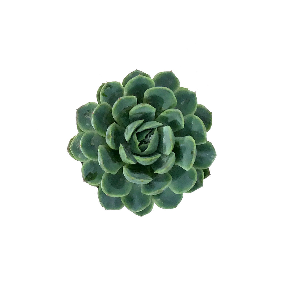 Succulent, 2in, Echeveria Vertis