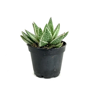 Succulent, 2in, Gasteria Green Ice - Floral Acres Greenhouse & Garden Centre